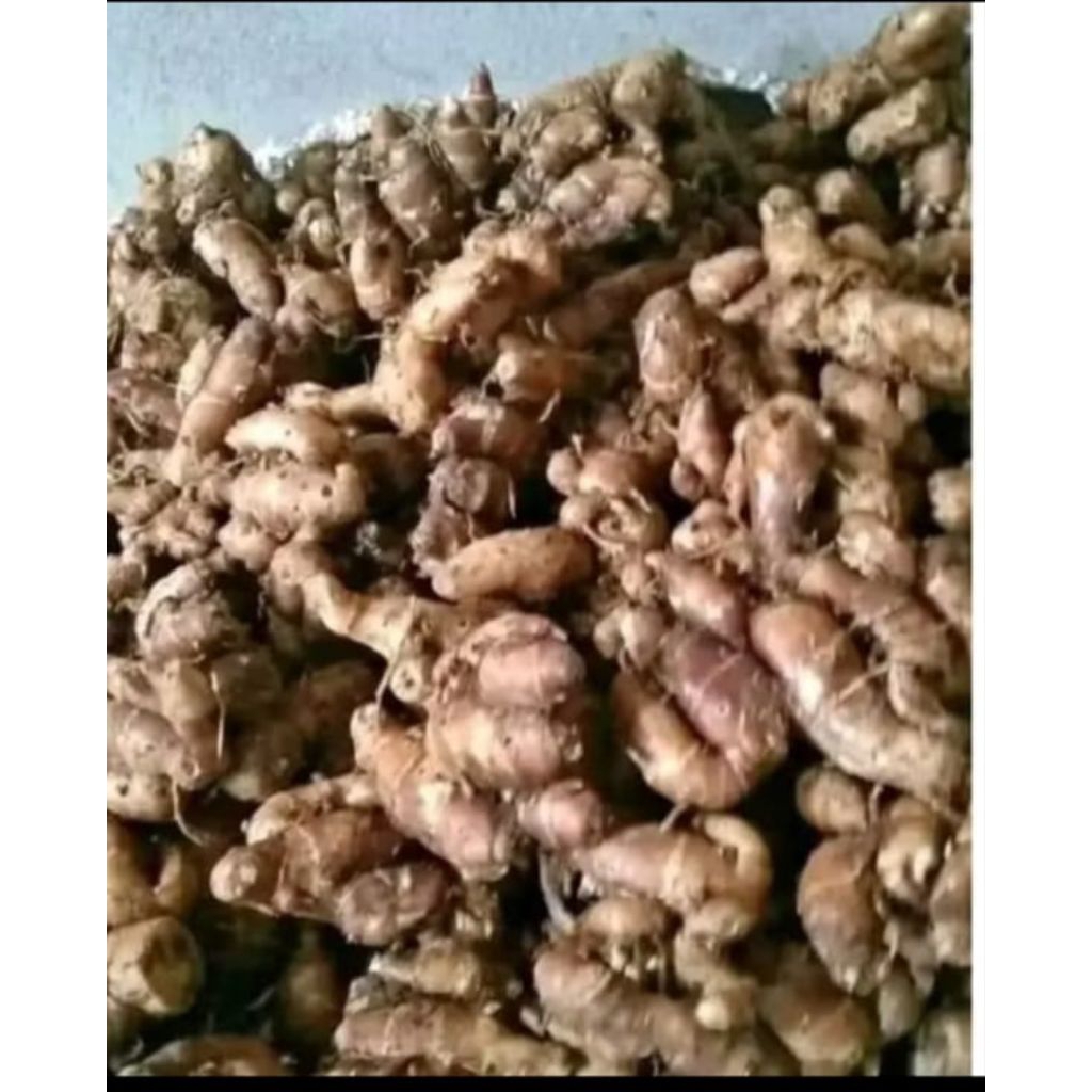 

jual kencur tua 1kg kencur segar kencur seblak