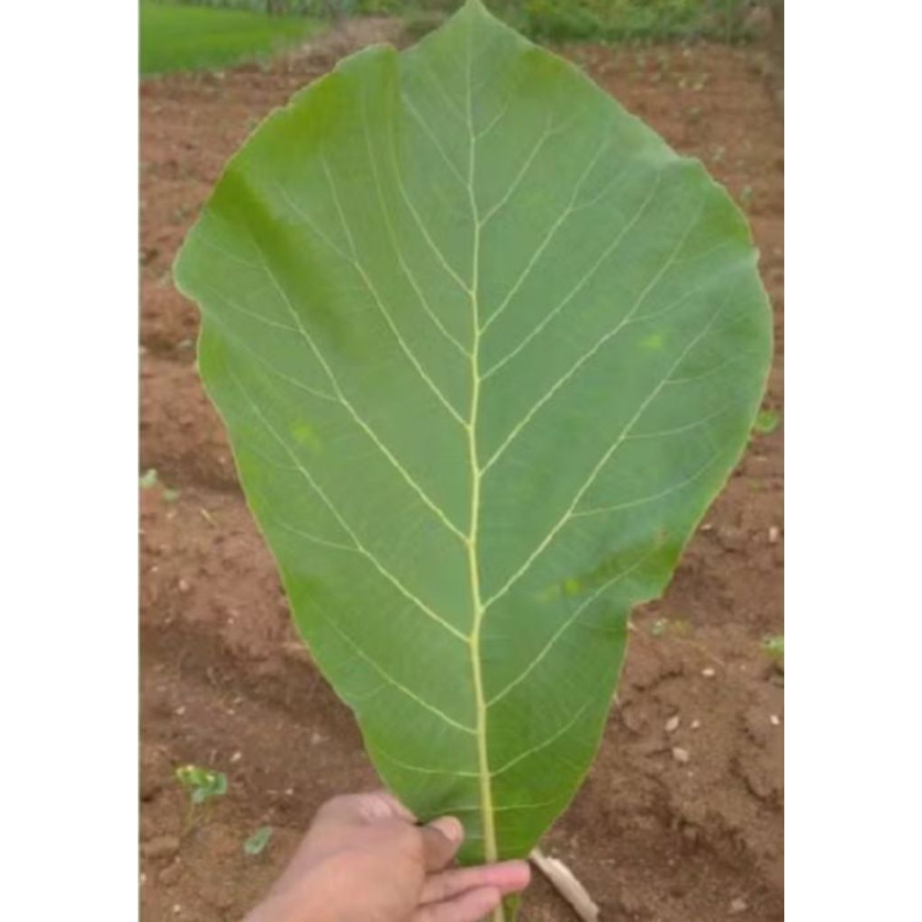 

Daun jati 25 lembar fresh