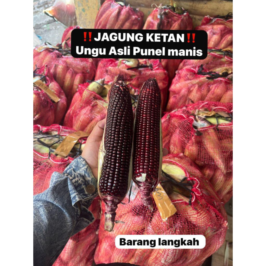

JAGUNG KETAN