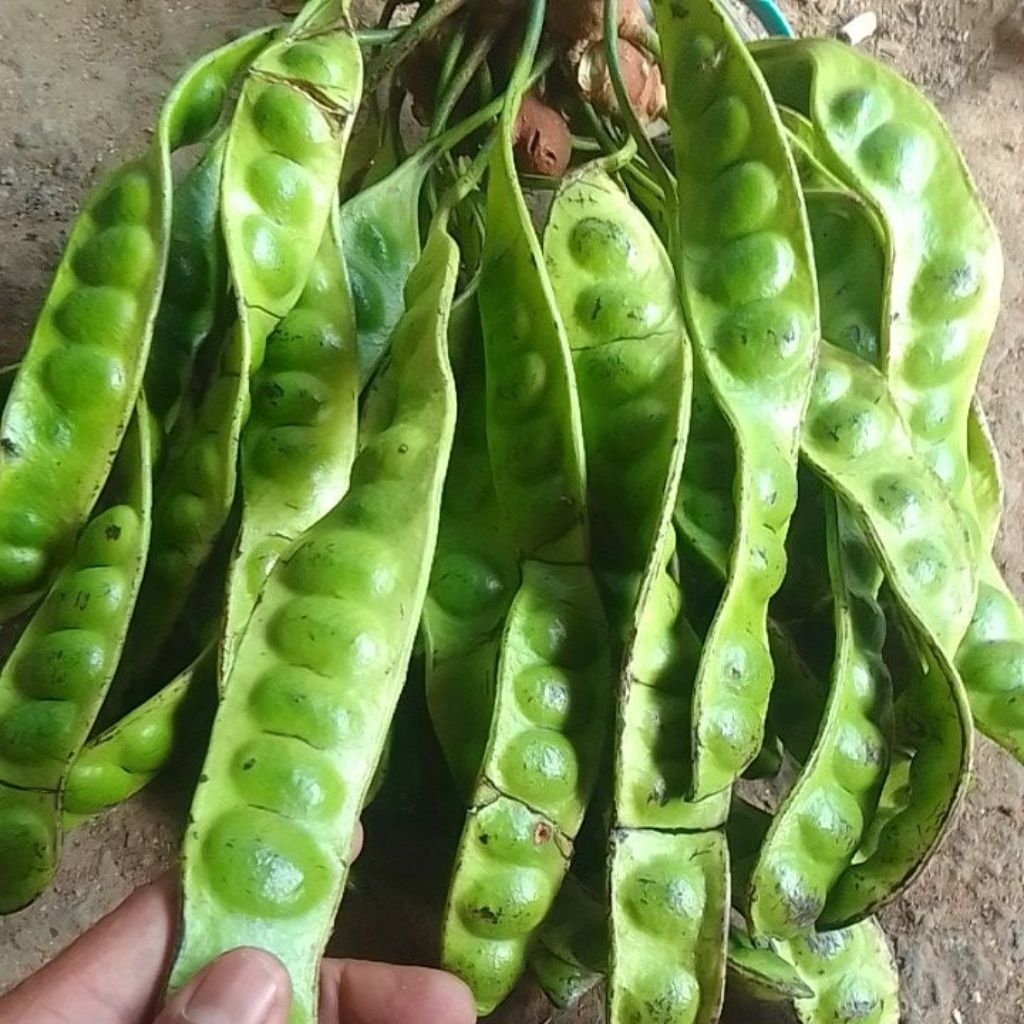 

pete murah sisa pilhan hrga murah meriah 16biji