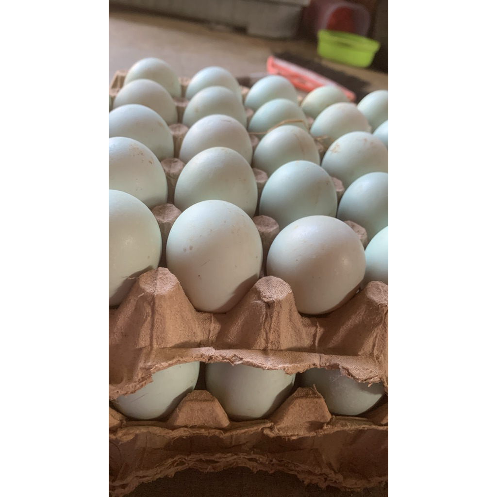 

Telur Asin Super Isi 10 biji