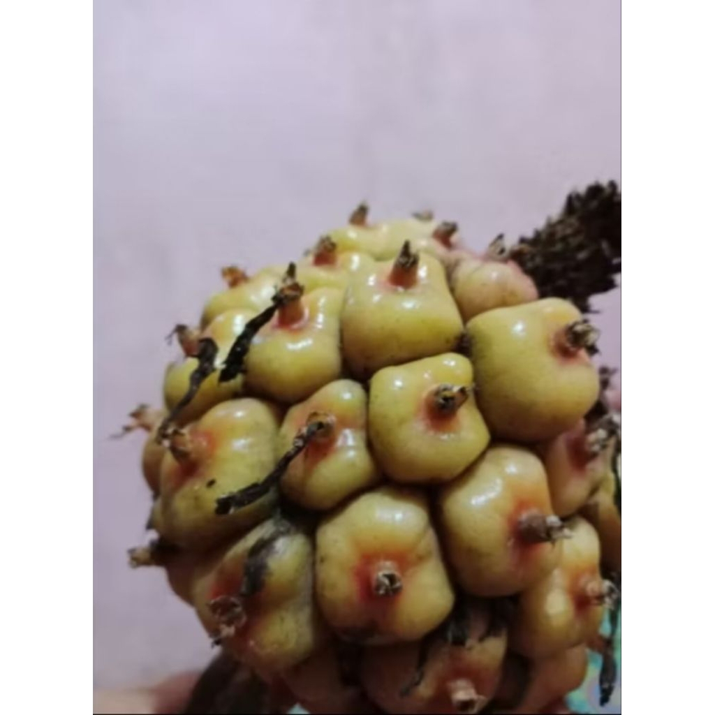 

Honje segar fresh/1kg