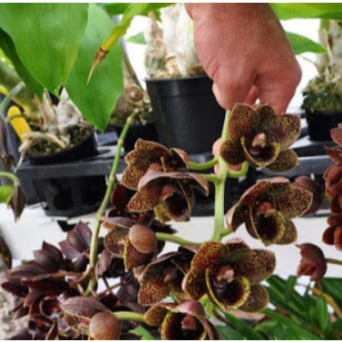 Botanica BC 29 - Anggrek Catasetum FDK After Dark ''Black Hole'' (Mo. Painted Desert x Ctsm. Donna W