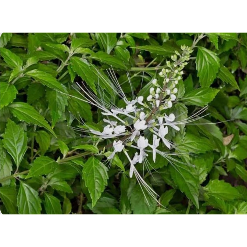 

DAUN KUMIS KUCING 500gr