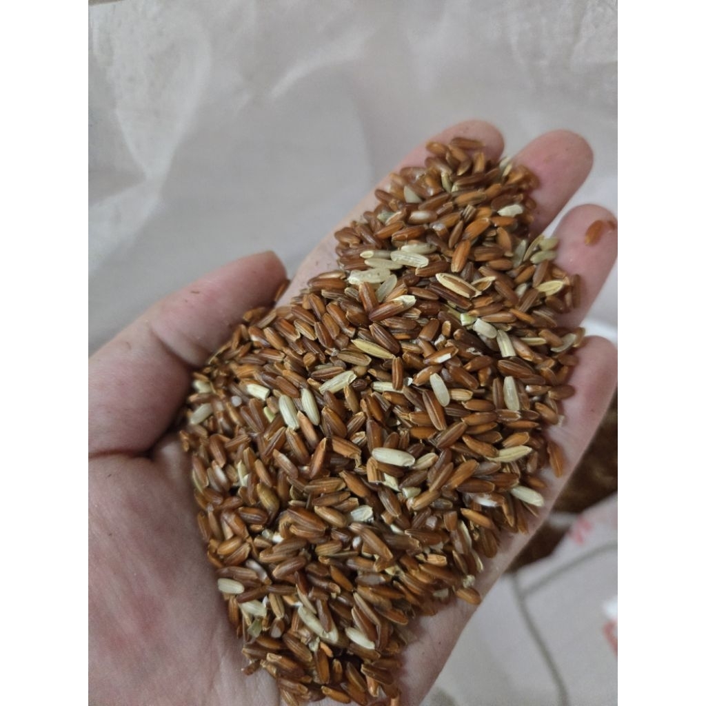 Beras merah / beras merah ayam / pakan ayam jago / beras pakan ayam / beras merah ayam jago