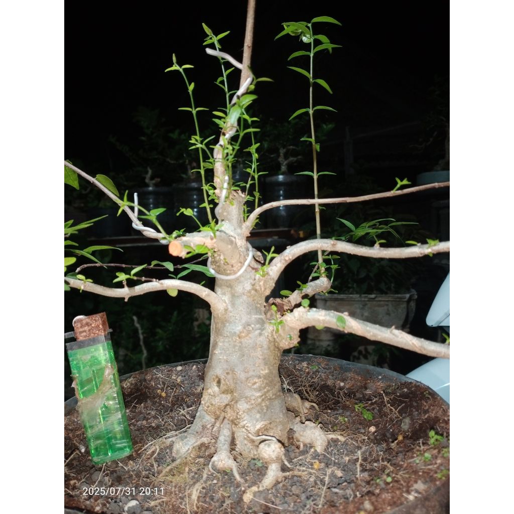 bahan bonsai anting putri batang putih