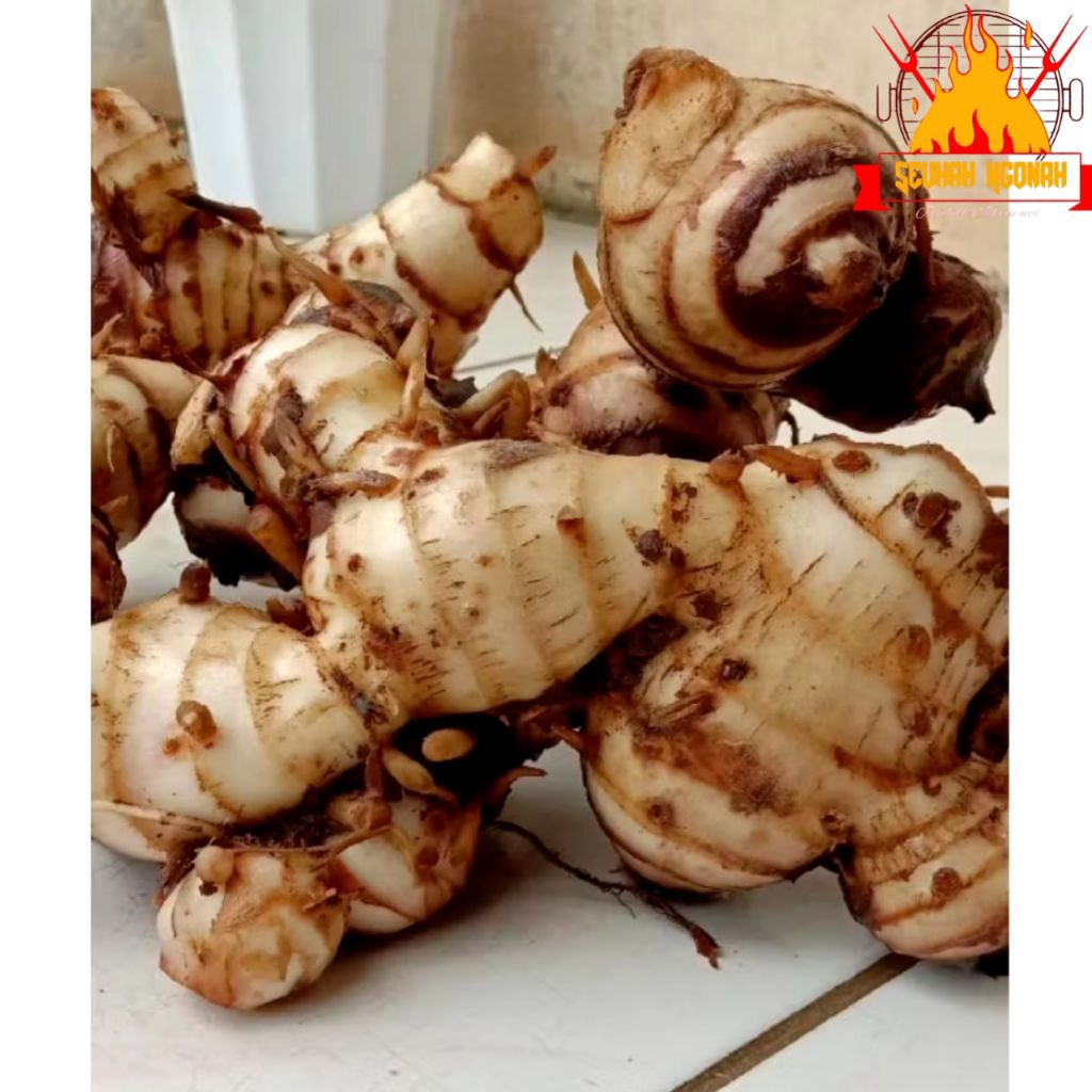 

Umbi ganyong segar 1kg umbi ganyol ganyong merah