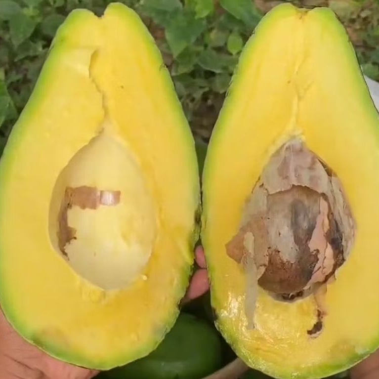 

Alpukat Mentega besar garansi 100% 1kg isi 2-3-4