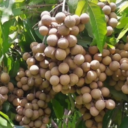 entres kelengkeng kateki - pucuk tunas kelengkeng kateki