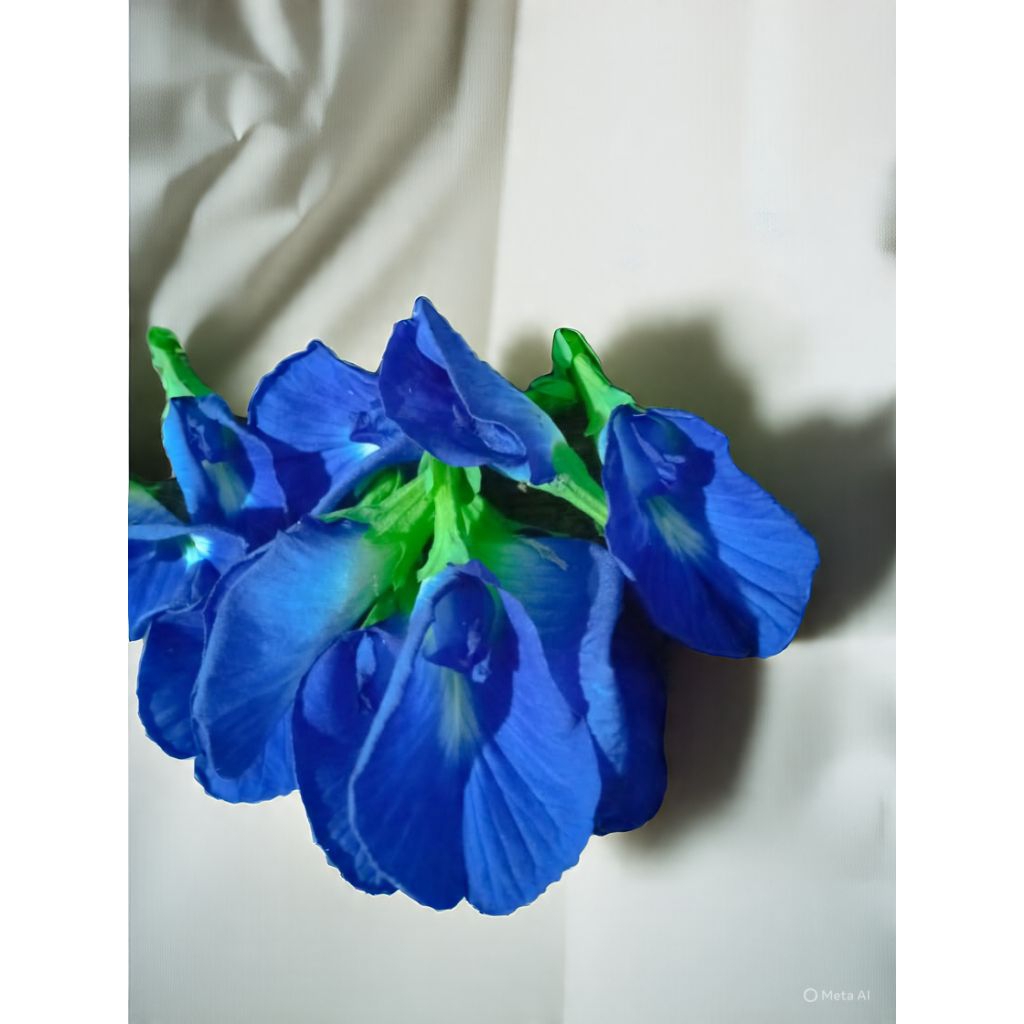 

bungaTelang segar 5gr