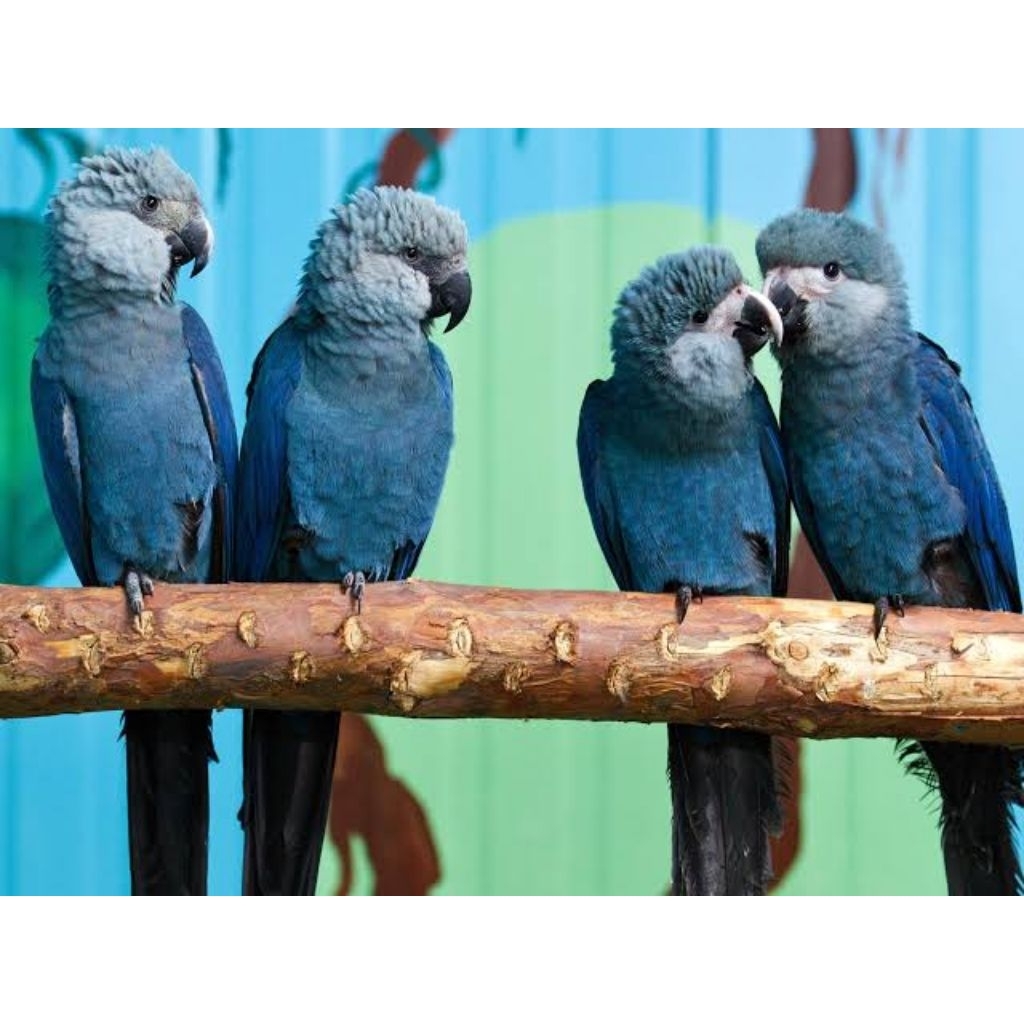 

Telur burung macaw Spix blue fertil siap ditetaskan