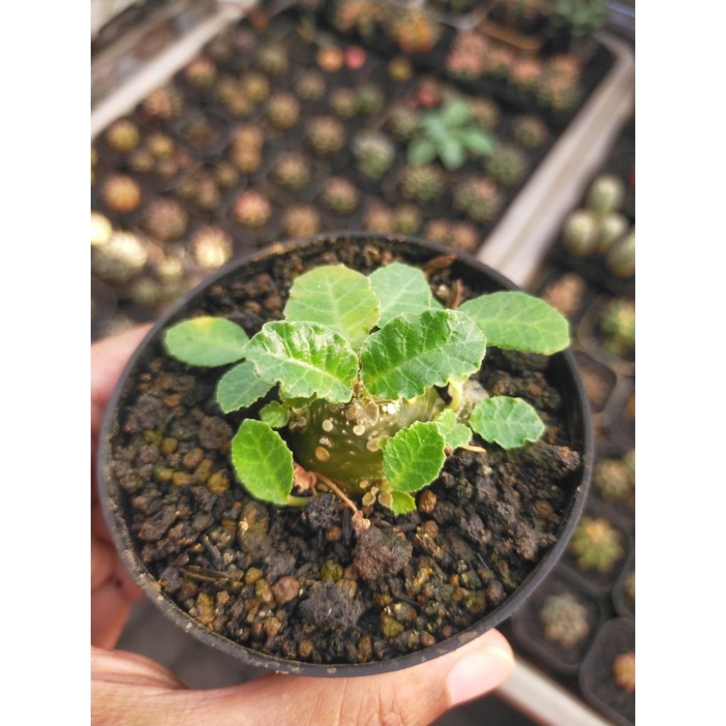 Dorstenia Hybrid Flat Form Bulat