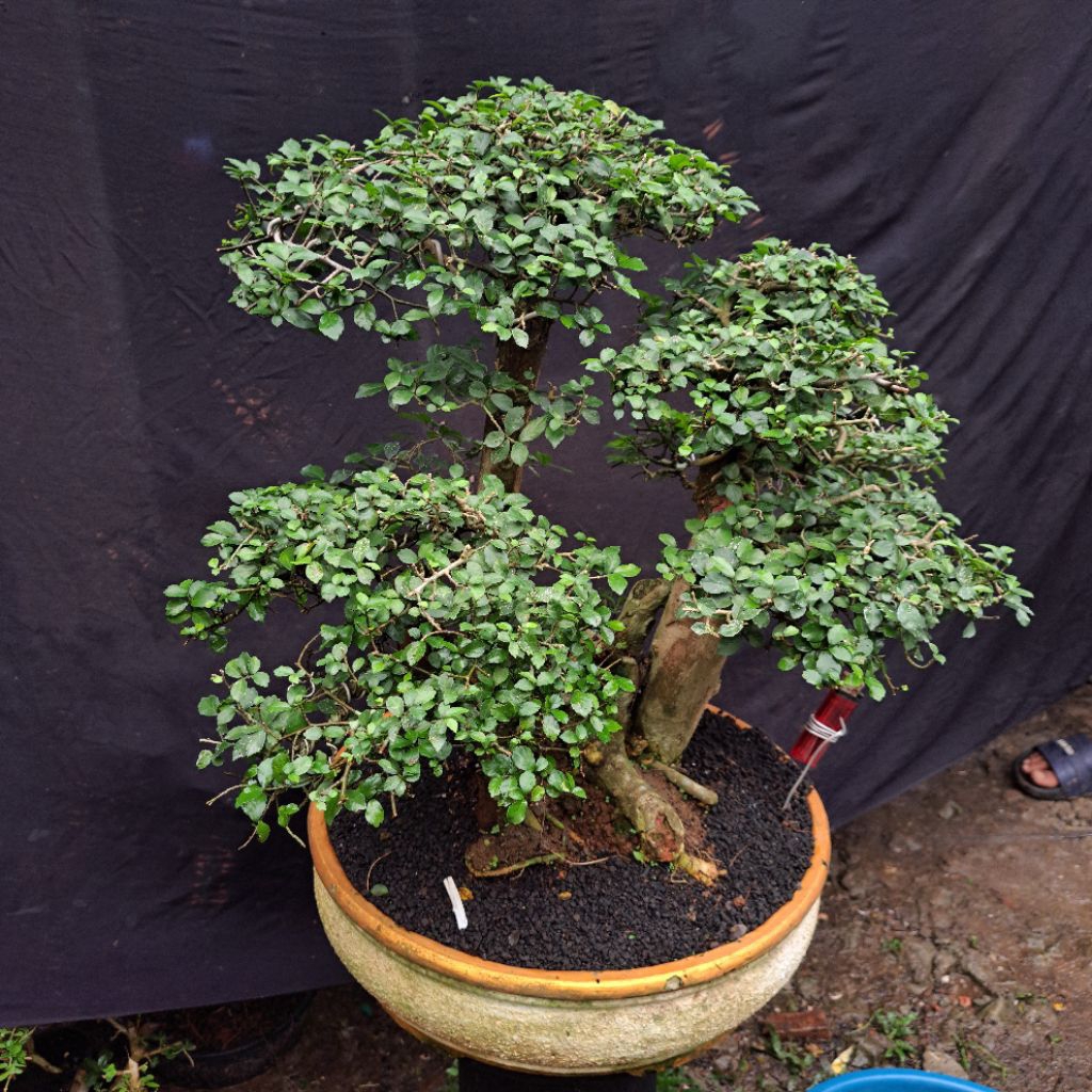 Pohon Bonsai Serut Batang besar batang berkarakter seni