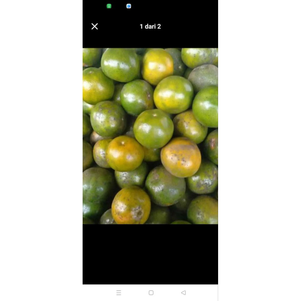 

Jeruk Manis SEMBORO Kemasan 1 Kilogram..
