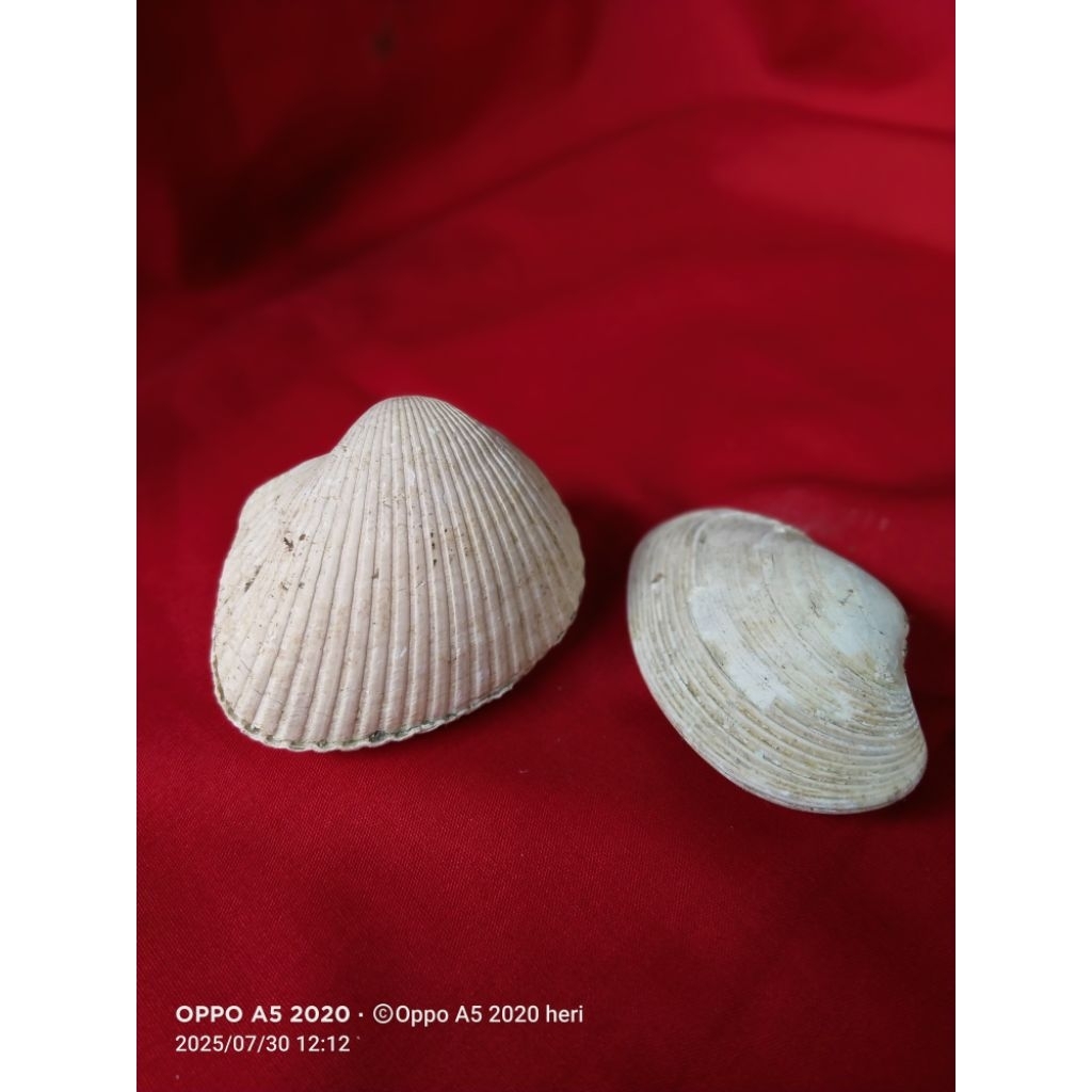PAJANGAN HIASAN KERANG PUTIH ASLI