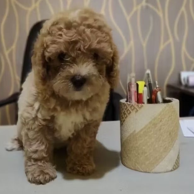 Anakan Toy Poodle Betina