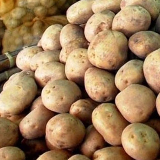 

KENTANG LOKAL 1 kg UKURAN AB