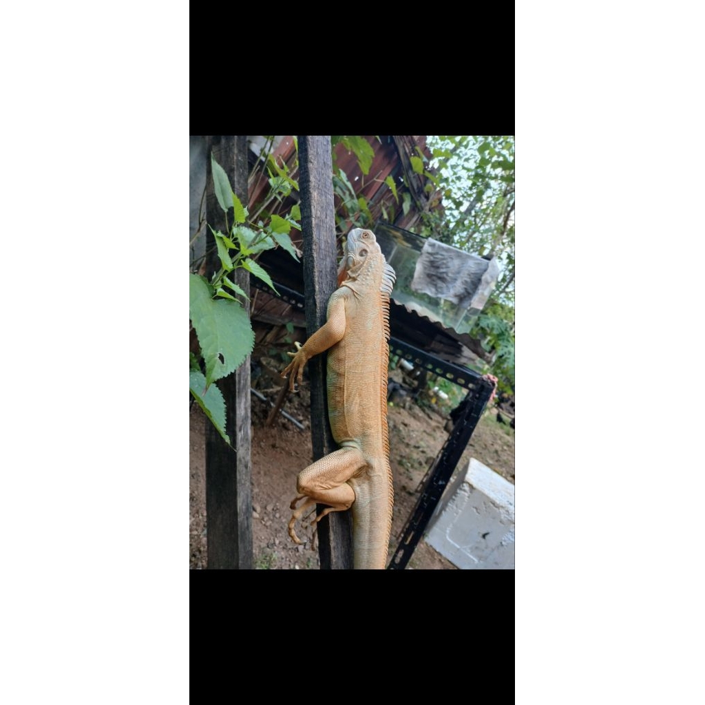 

igu ana jan tan -+1m up red alb ino