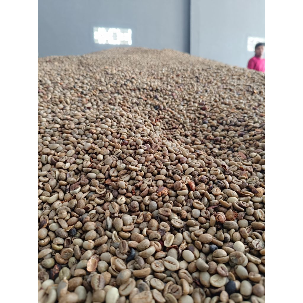 

Robusta harvest '25