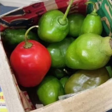 

BISA INSTAN Cabe Gendot Surabaya 500 gram Cabai Viral