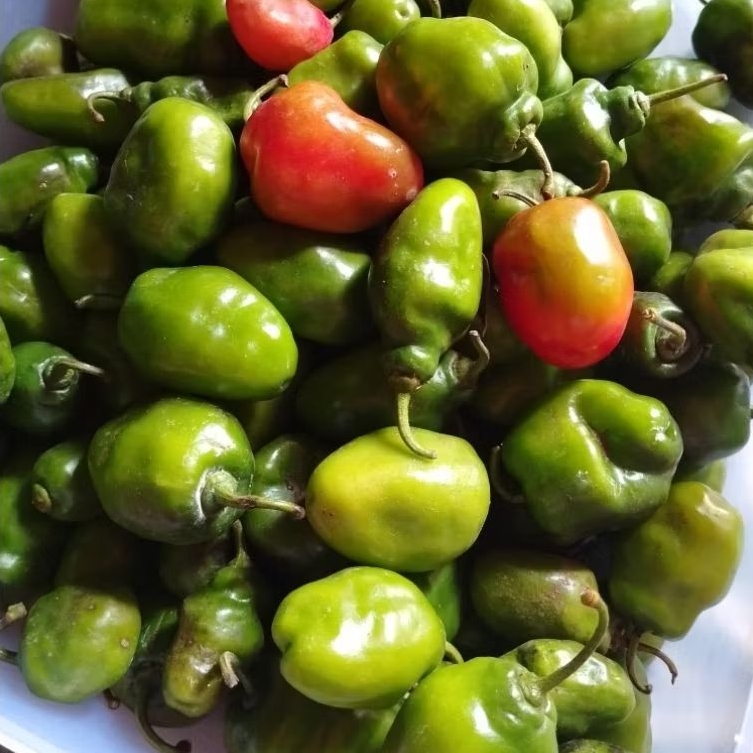 

BISA INSTAN Cabe Gendot Surabaya 250 gr Cabai Viral