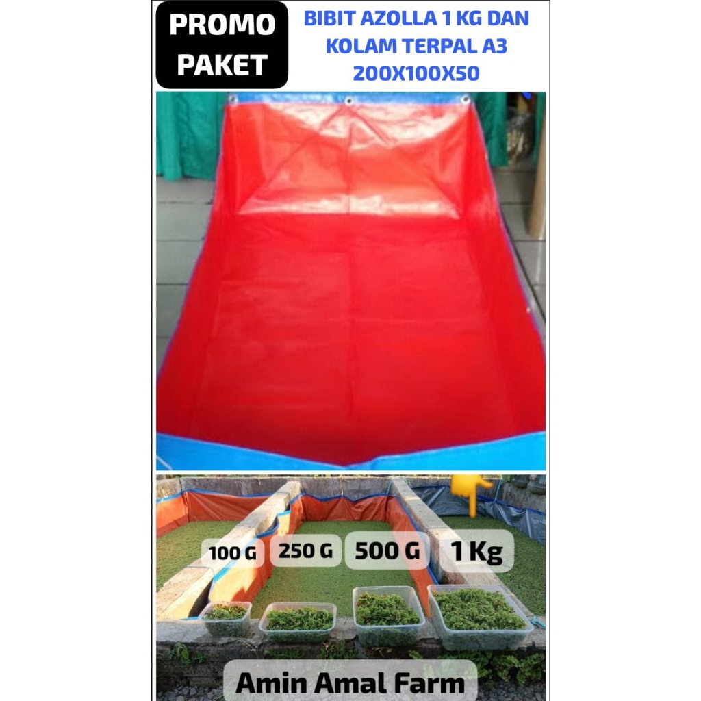 Paket Azolla Microphylla 1 KG + Kolam Terpal 200x100x50 (Cm) A3 Korea Murah dan Sudah berbentuk Kota