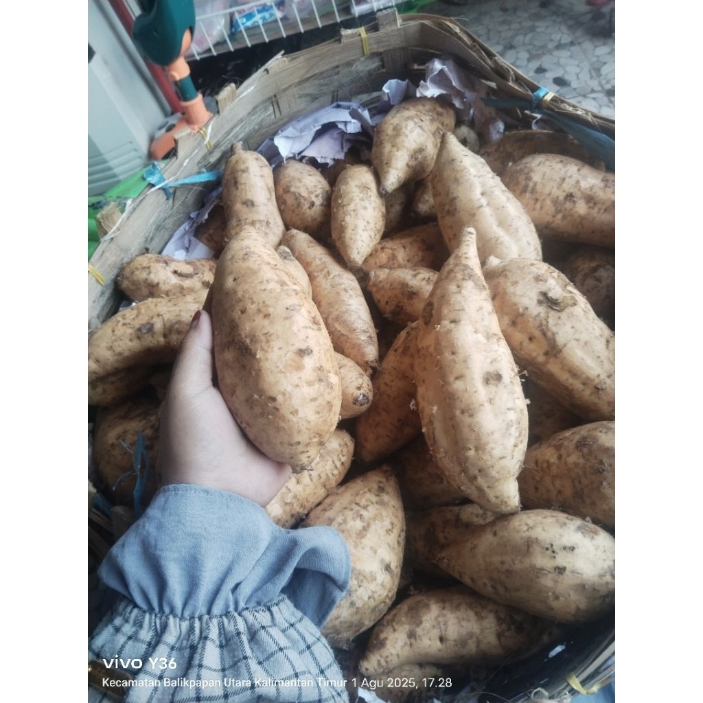 

ubi madu cilembu asli ubi nya bagus ready balikpapan