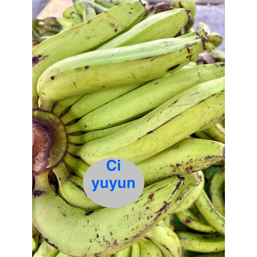 

Pisang ambon,Psg ambon,Pisang aroma,Psg aroma,Cau ambon,Pisang ambun