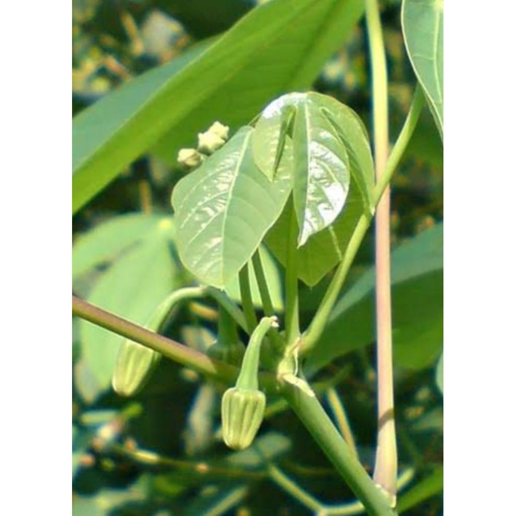 

DAUN SINGKONG KARET MUDA ,KHUSUS LALAPAN/SAYUR SANTAN (per ikat)
