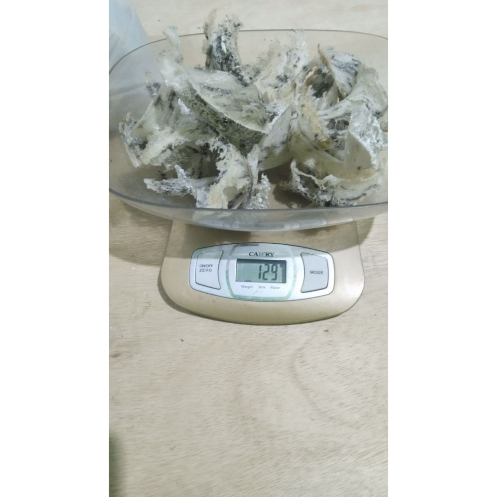 

sarang walet isi 10 gram