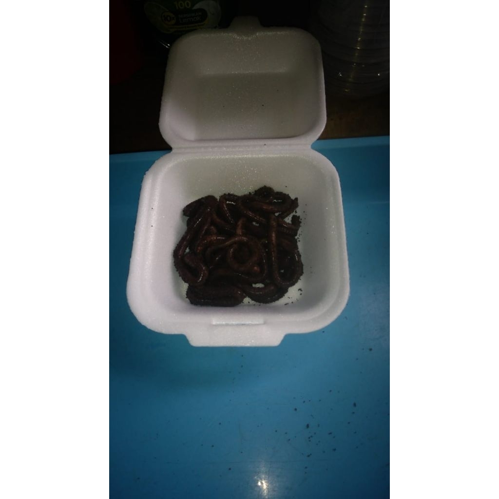 cacing kalung kebo 100 grm