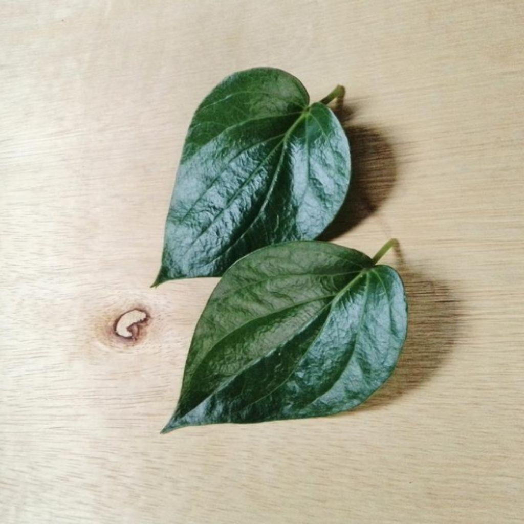 

Daun Sirih Hijau Segar