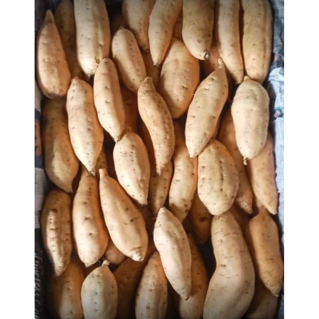 

1 kg ubi cilembu ukuran TO