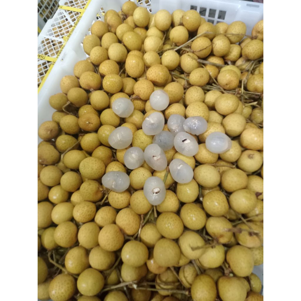 

BUAH KELENGKENG THAILAND BESAR 1kg