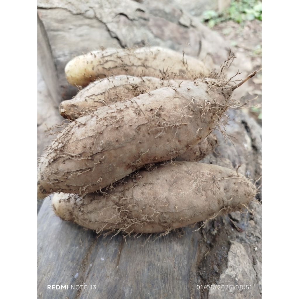 

ubi gembili enak gurih dan muprul#gembolo#gembili teropong#gembili ketan#gembili pulen dan gurih#gembili kemasan 1 kg