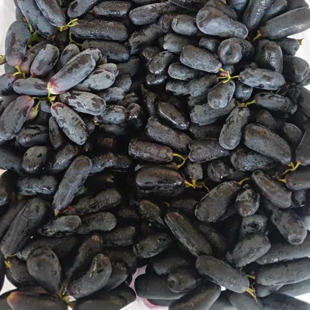 

ANGGUR JARI TANPA BIJI / SEEDLESS MOON DROPS