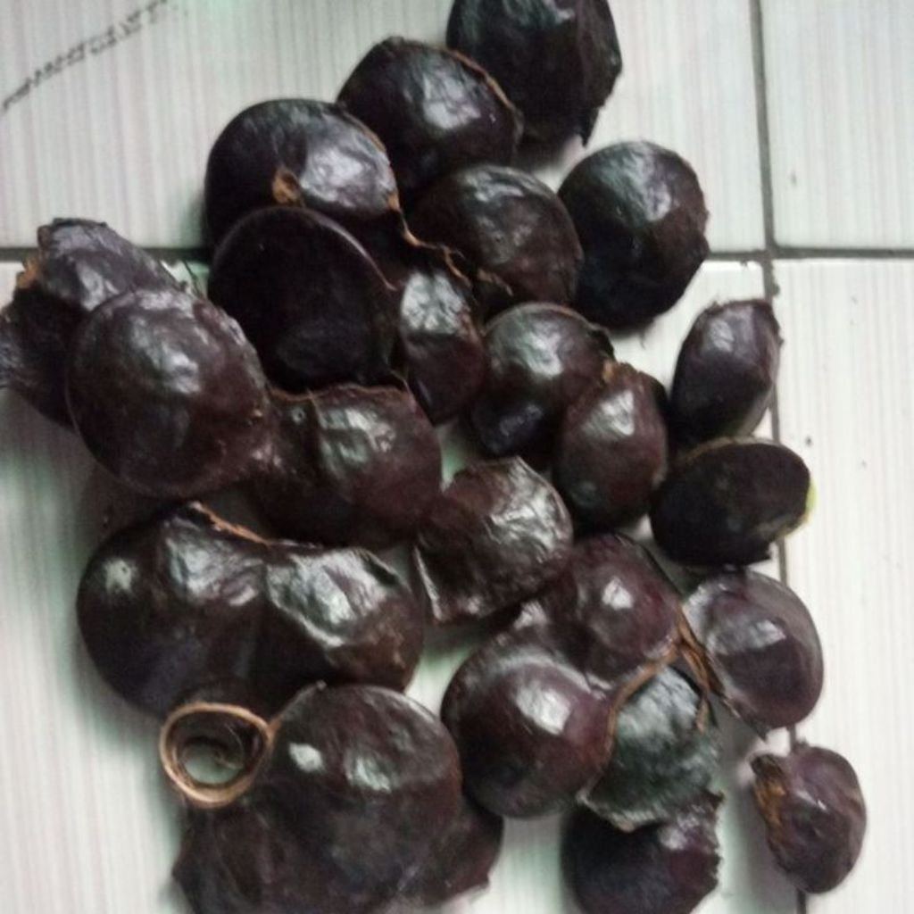 

lalapan jengkol muda(belum kupas) siap makan berat 5 kg
