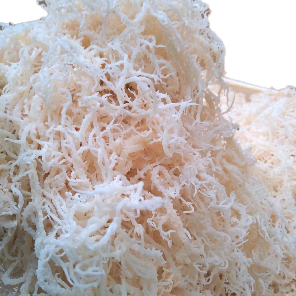 

Rumput Laut Kering Kiloan Untuk Es Campur Agar Agar