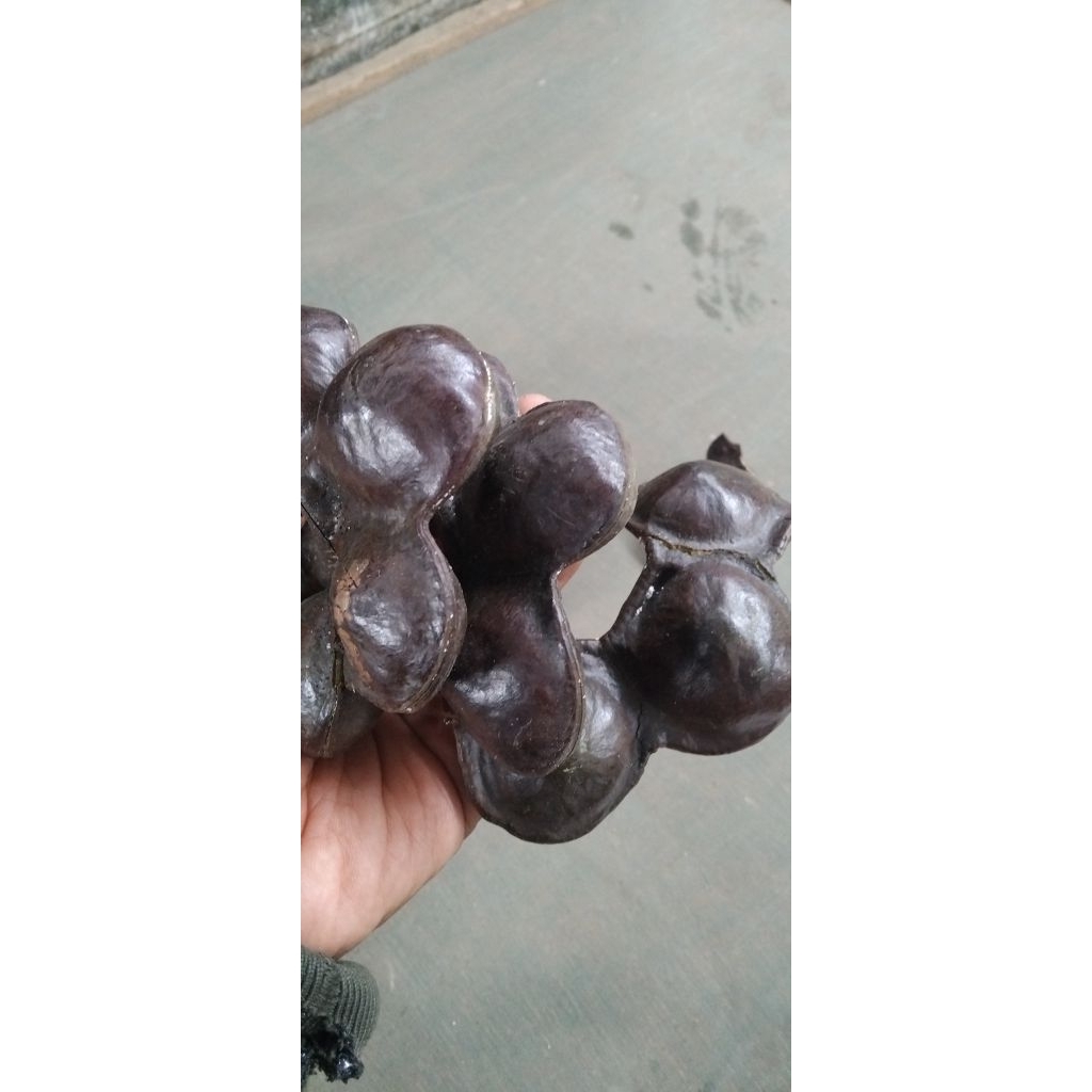 

Jengkol plus Kulitnya 1 kg.