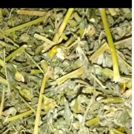 

tribulus rajang kering hijau 1kg