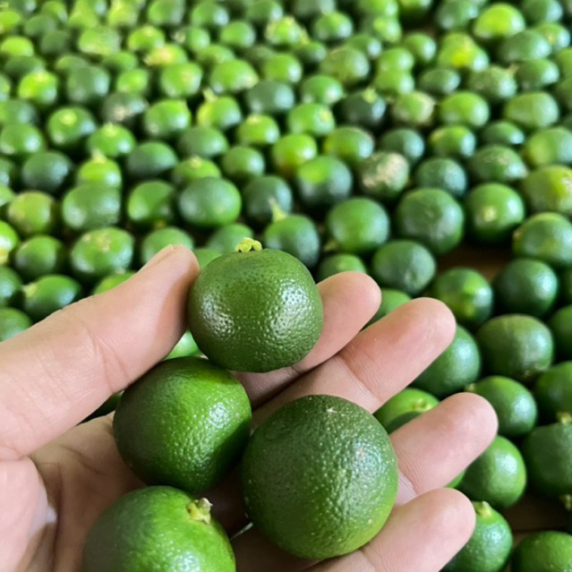 

1KG jeruk kasturi fresh| jeruk sonkit| jeruk kunci| lemon cui| jeruk kalamansi