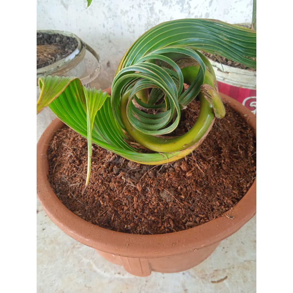 bahan bonsai kelapa bonsai kelapa unik