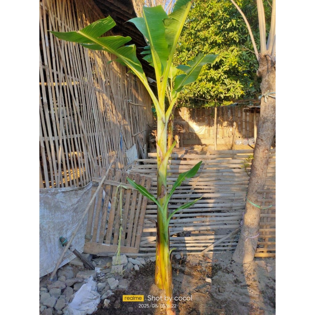 

pisang pakak madura/pisang raj valid asli dari indukan yang sudah berbuah