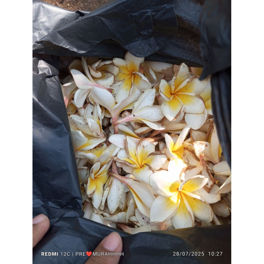 

BUNGA KAMBOJA KERING HERBAL ALAMI 200gr