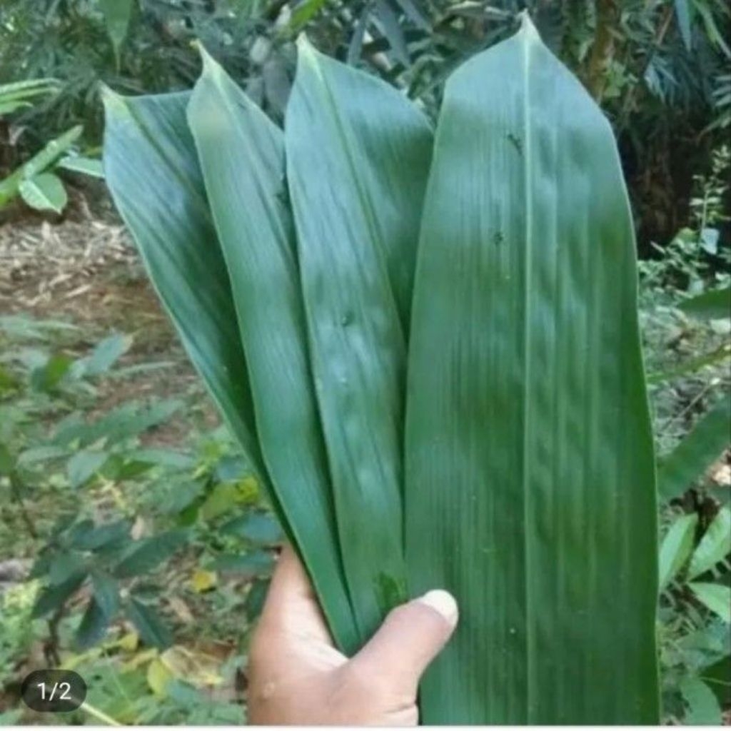 

redy 100 lembar daun bambu jumbo segar bungkus bakcang