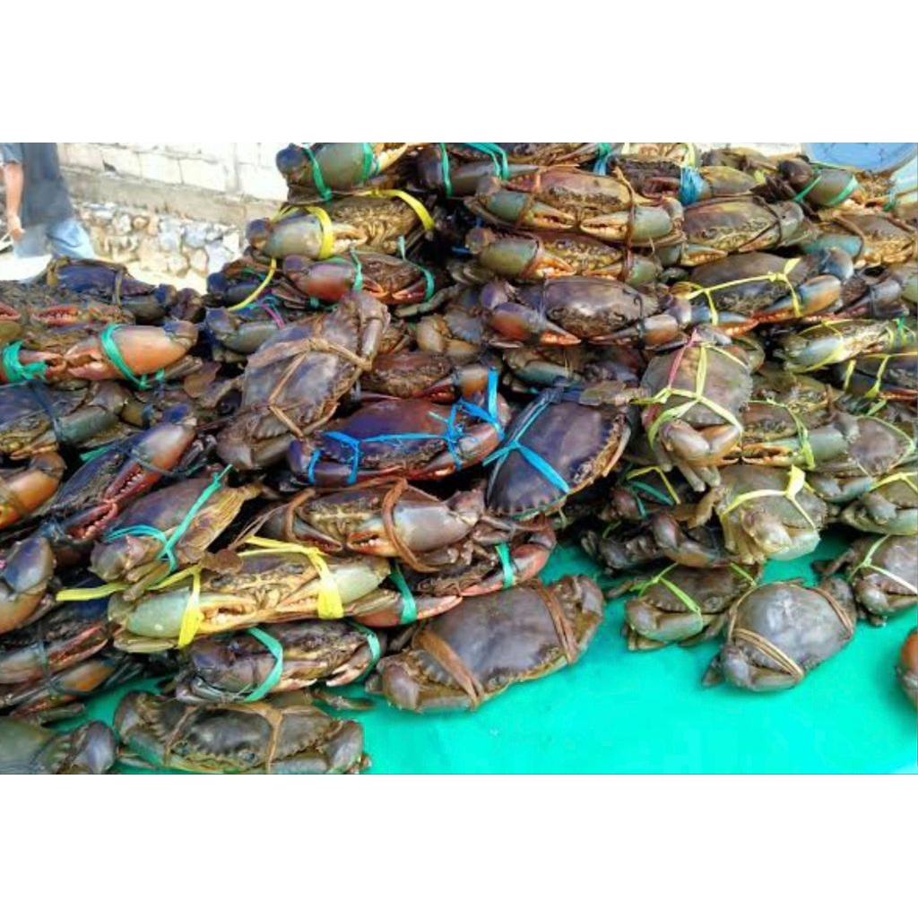 

paket kepiting hidup 5kg Fress pesan sore/malam di kirim pagi