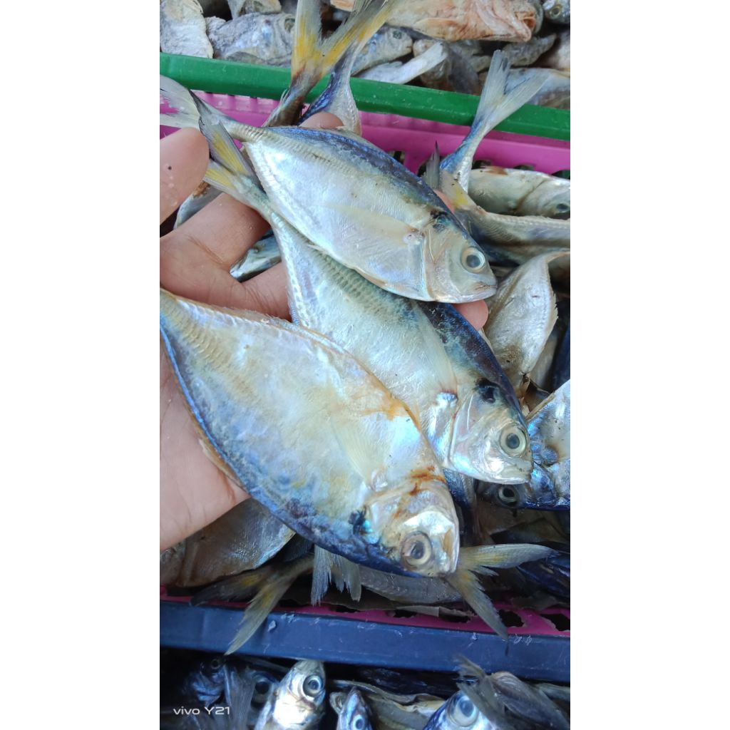 

ikan asin selar/amping 1kg#ikan asin segar, enak,tanpa bahan pengawet