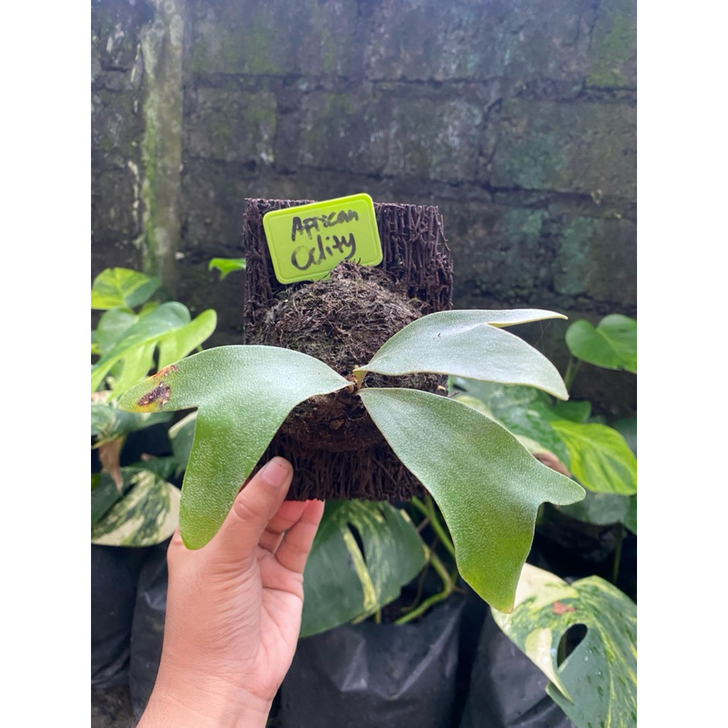 Platycerium Alcicorne Oddity rawatan pakis