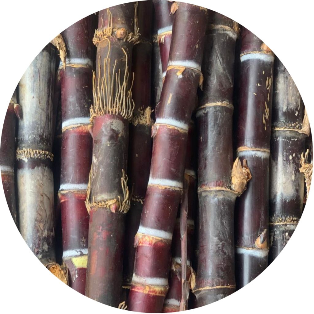 

tebu hitam asli ukuran 20cm