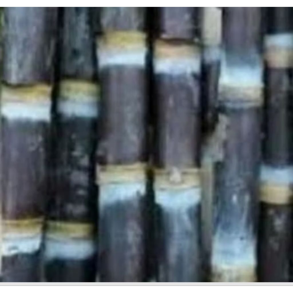 

Tebu hitam/tebu tolak balak,buat hiasan rumah sangat bagus buat kesehatan.